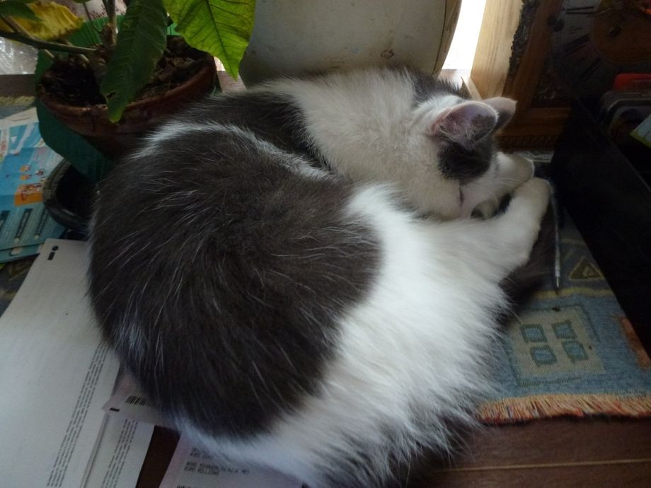 Poupouce