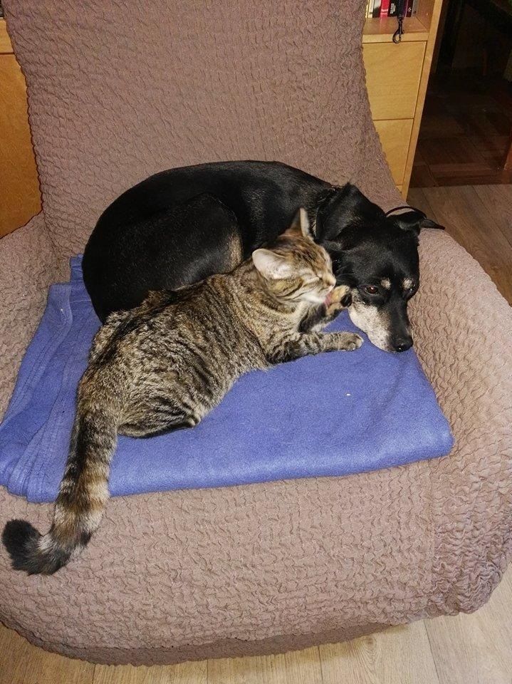 Dora et Fifie